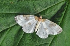 Blue-bordered Carpet (Plemyria rubiginata)