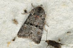 Minor Shoulder-knot (Brachylomia viminalis)
