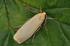 Buff Footman (Eilema depressa)