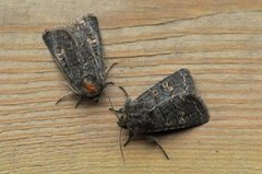 Gulringet åkerfly (Tholera cespitis)