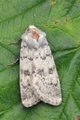 Lyst klippefly (Epipsilia grisescens)