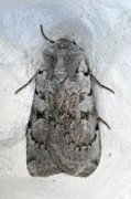 Ashworth's Rustic (Xestia ashworthii)