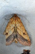 Gullfagerfly (Pyrrhia umbra)