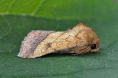 Gullfagerfly (Pyrrhia umbra)