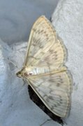 Mother of Pearl (Patania ruralis)