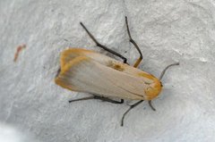 Buff Footman (Eilema depressa)