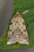 The Sallow (Xanthia icteritia)