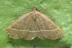 Olive Crescent (Trisateles emortualis)
