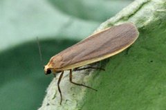 Common Footman (Eilema lurideola)