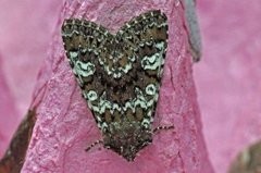 Cameo (Crypsedra gemmea)