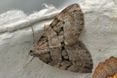 Spruce Carpet (Thera variata)