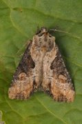 Double Lobed (Lateroligia ophiogramma)