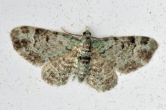 Green Pug (Pasiphila rectangulata)