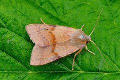 Rødt høstfly (Agrochola helvola)