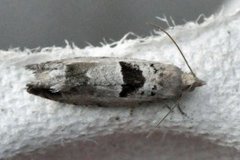 Small Birch Bell (Epinotia ramella)