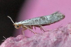 Netted Argent (Argyresthia retinella)