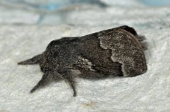 Pale Eggar (Trichiura crataegi)