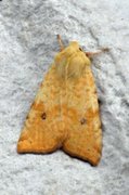 The Sallow (Xanthia icteritia)