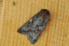 Northern Dart (Xestia alpicola)