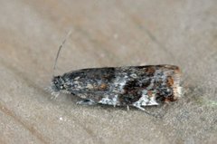 Willow Tortrix (Epinotia cruciana)
