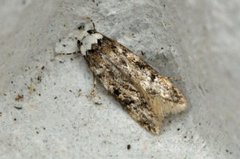 White-shouldered House Moth (Endrosis sarcitrella)