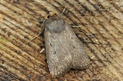 Mouse Moth (Amphipyra tragopoginis)