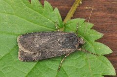 Garden Dart (Euxoa nigricans)
