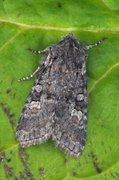 Minor Shoulder-knot (Brachylomia viminalis)