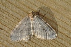 Northern Winter Moth (Operophtera fagata)