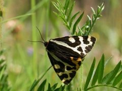 Wood Tiger (Parasemia plantaginis)