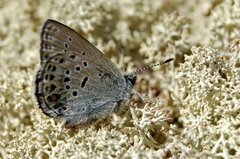 Cranberry Blue (Plebejus optilete)
