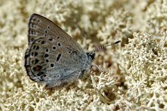 Myrblåvinge (Plebejus optilete)