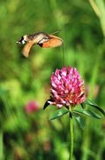 Hummingbird Hawk-moth (Macroglossum stellatarum)