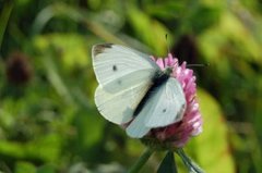 Small White (Pieris rapae)