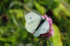 Liten kålsommerfugl (Pieris rapae)