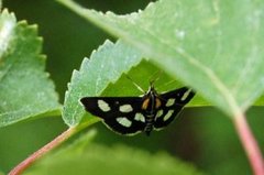 Gullrisengmott (Anania funebris)