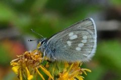 Alpine Blue (Plebejus orbitulus)