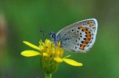 Idas blue (Plebejus idas)