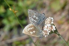 Alpine Blue (Plebejus orbitulus)
