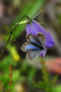 Idas blue (Plebejus idas)