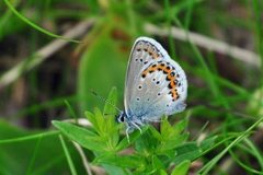 Idas blue (Plebejus idas)
