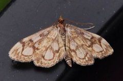 Elder Pearl (Anania coronata)