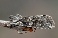 Grått kappefly (Lithophane consocia)