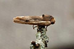 Red Sword-grass (Xylena vetusta)