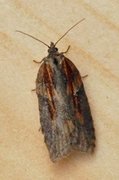 Seljeflatvikler (Acleris hastiana)