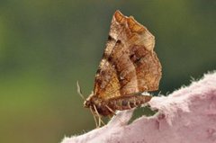 Blek månemåler (Selenia dentaria)