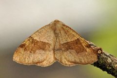 Barred Umber (Plagodis pulveraria)