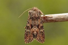 Brunt lærfly (Mniotype adusta)