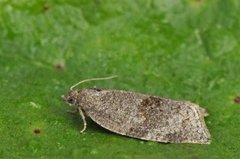 Dark-barred Tortrix (Syndemis musculana)