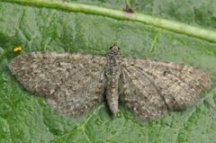 Engdvergmåler (Eupithecia satyrata)